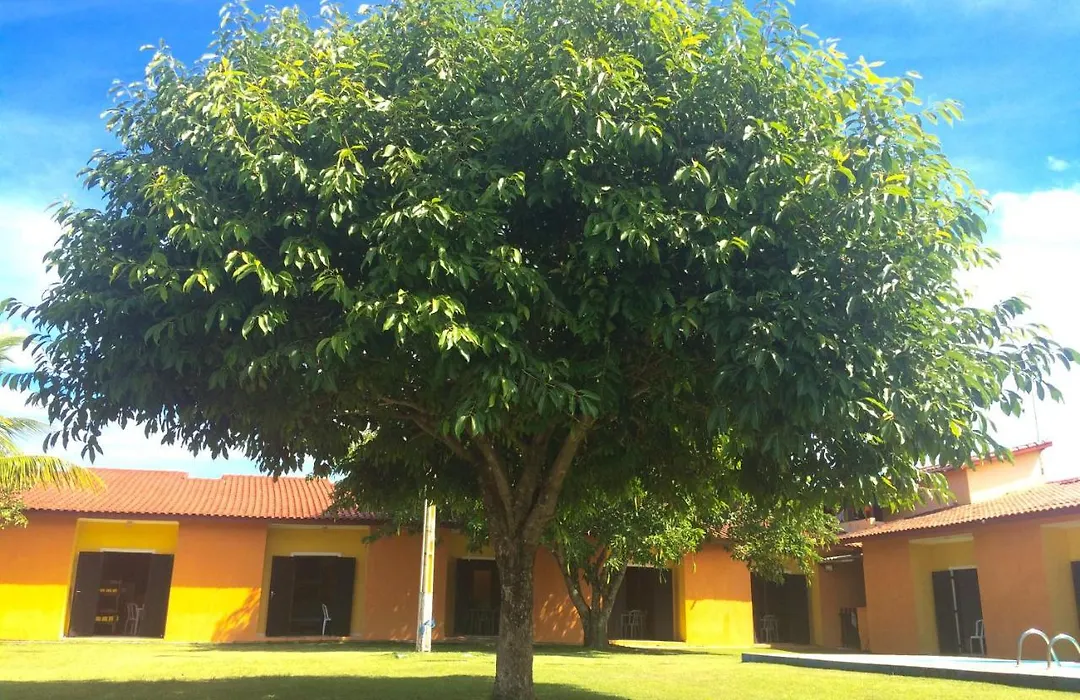 Flat Amarelinho-1