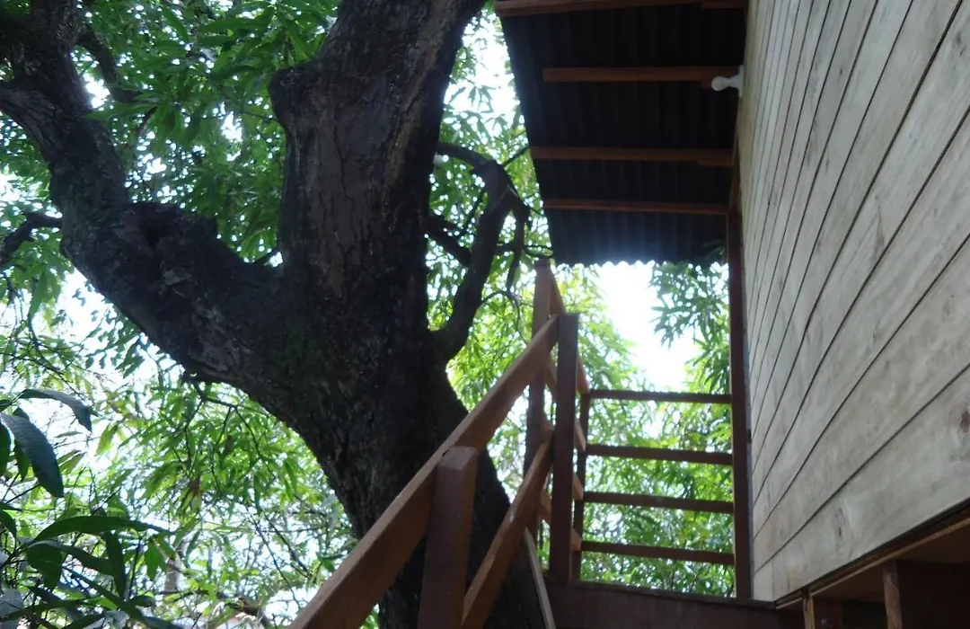 Casa na Árvore-1
