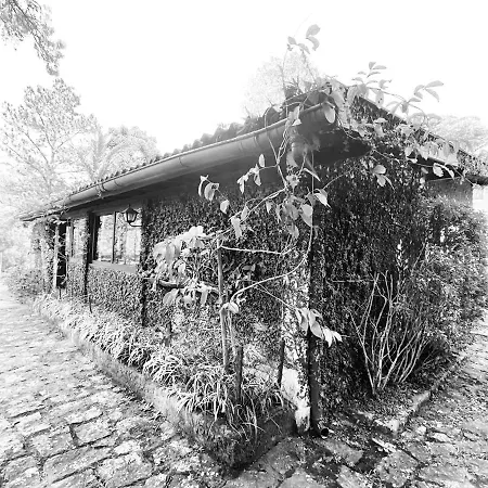 Pinheiros do Rocio-3