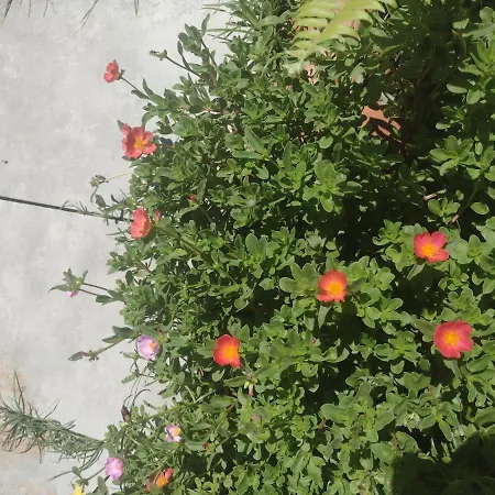 Casa Jeri-2