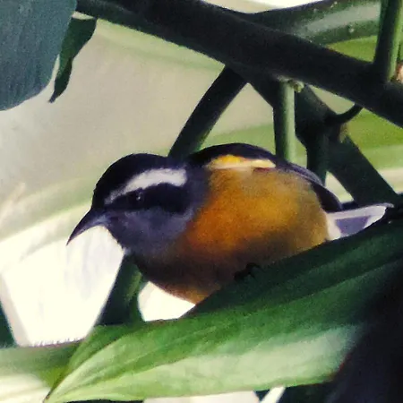 Pousada Bocaina-3