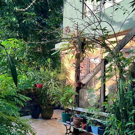 Amazing Forest House In The City!-3