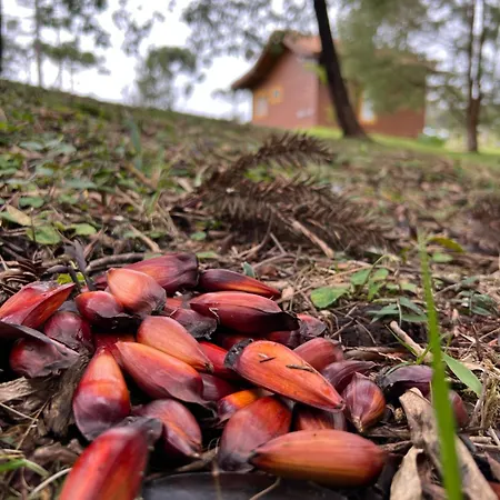 Cabana do Lenhador - Urubici, SC-3