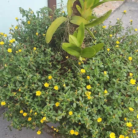 Pousada Nova Primavera-2
