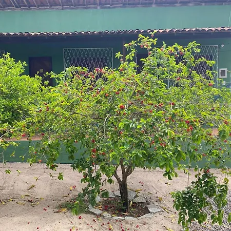 Nirvana Pipa-2