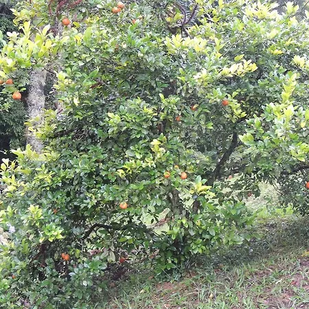 Tô na Roça-2