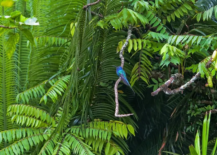 Pousada Almaviva Velha Boipeba