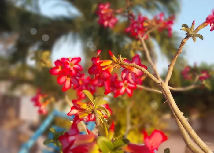 Manga Rosa Hospedagem Canoa Quebrada