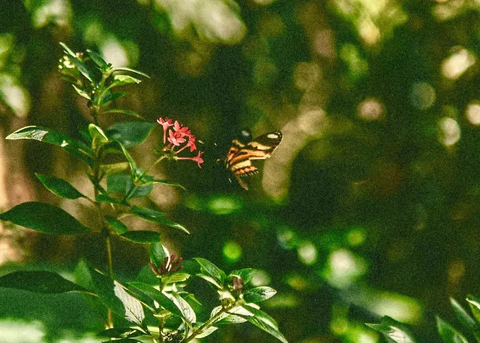 Casa Selva - Vila do Abraão - Ilha grande