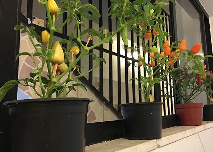 Cambada Hostel Fortaleza che accetta animali